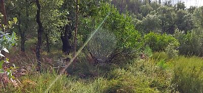 Terreno à venda em Sertã, Sertã