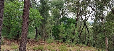 Terreno à venda em Sertã, Sertã