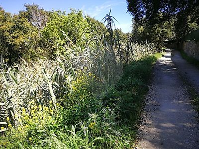 Terreno à venda em Colares, Sintra