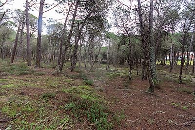Terreno à venda em Sintra (Santa Maria e São Miguel, São Martinho e São Pedro de Penaferrim), Sintra