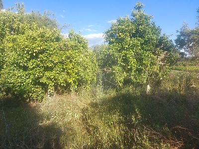 Terreno à venda em Pedrógão de São Pedro e Bemposta, Penamacor