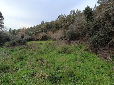 Terreno à venda em São Miguel, Santa Eufémia e Rabaçal, Penela