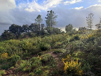 Terreno à venda em Casais e Alviobeira, Tomar