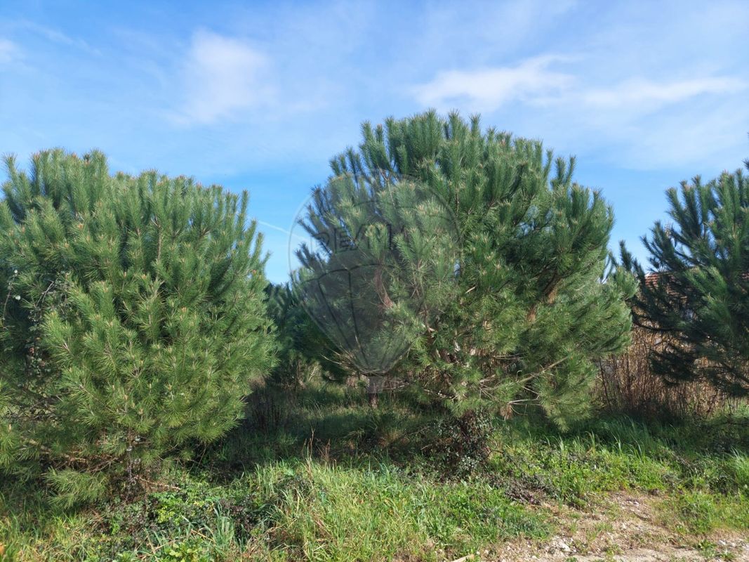 listing 124631126-1 picture-0