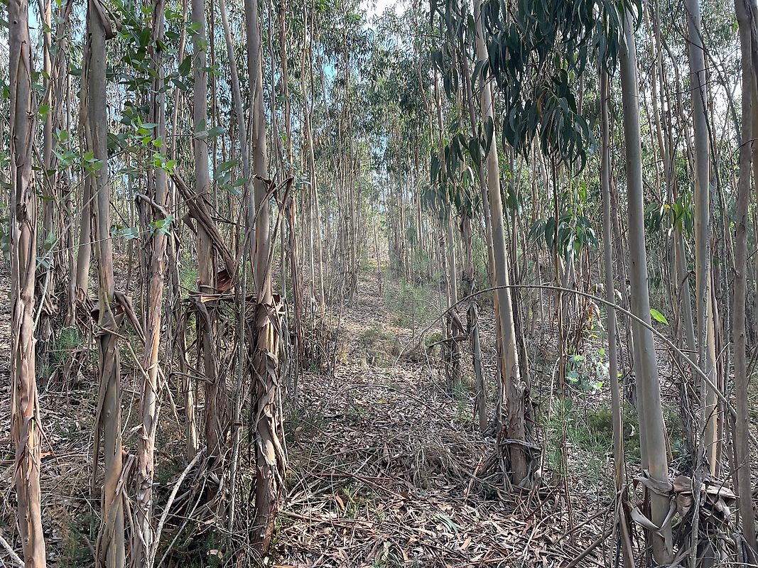 Terreno para venda