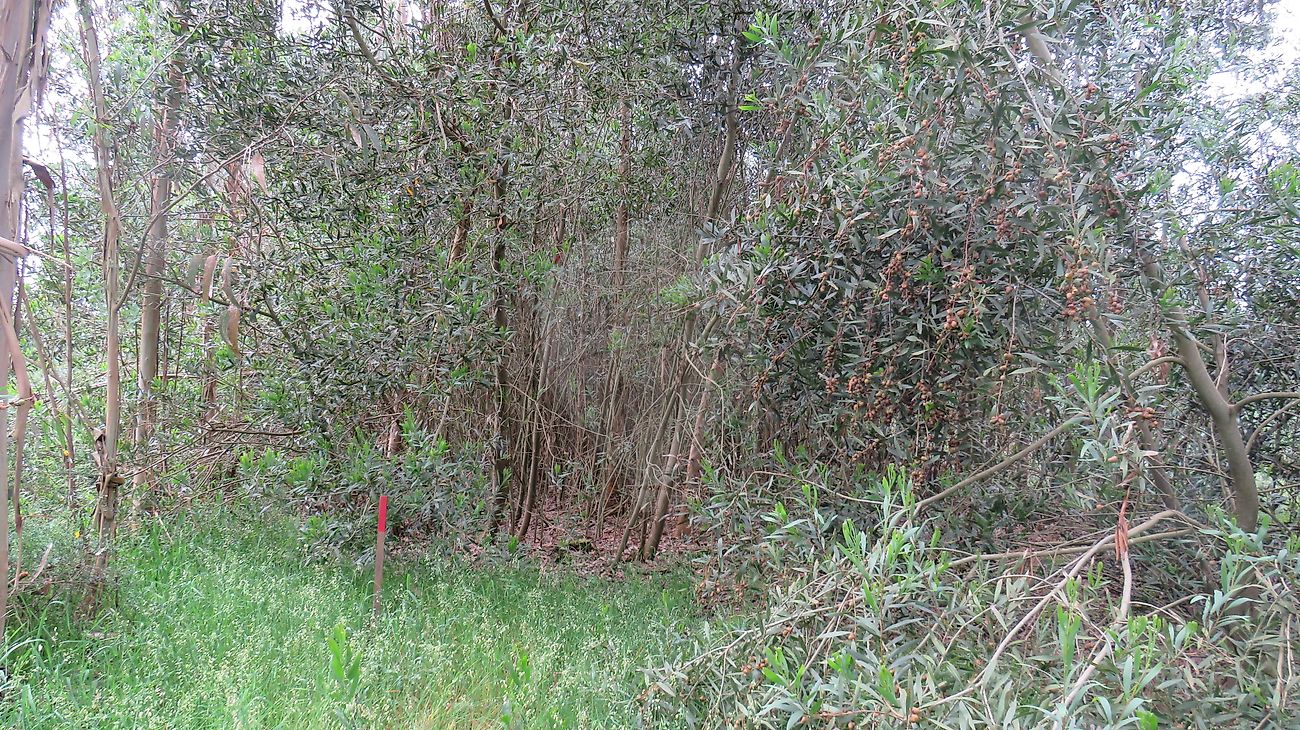 Terreno  para venda