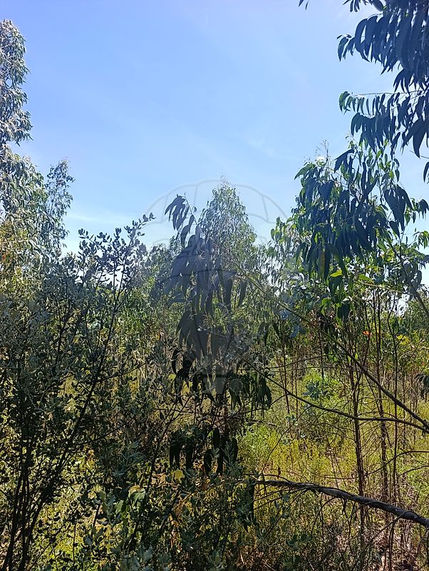 Terreno - Além da Ribeira e Pedreira, Tomar, Santarém