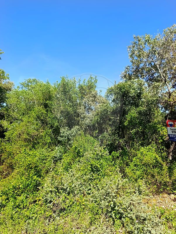 Terreno - Além da Ribeira e Pedreira, Tomar, Santarém