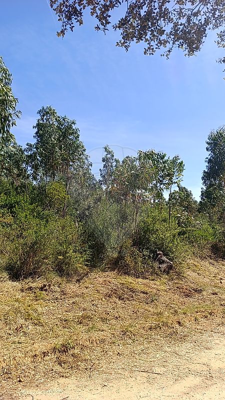 Terreno - Além da Ribeira e Pedreira, Tomar, Santarém