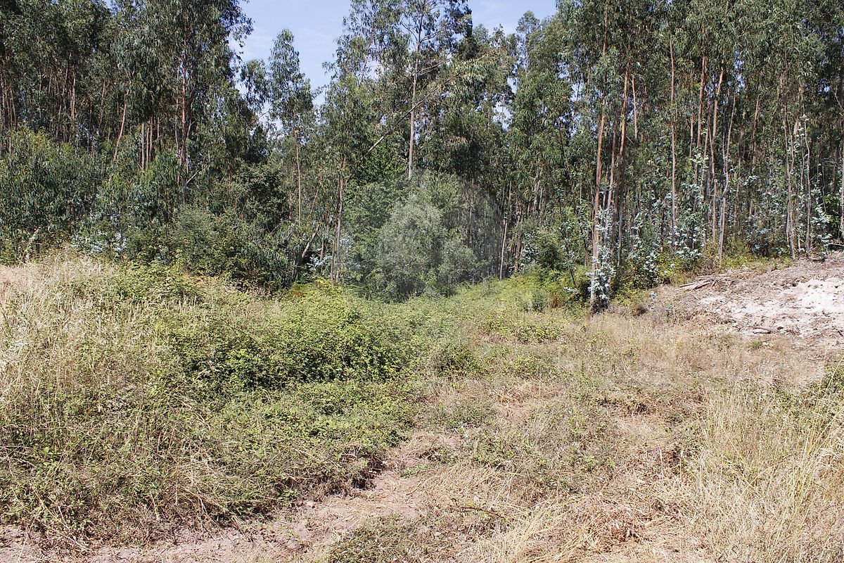 Terreno - Alvaiázere, Alvaiázere, Leiria