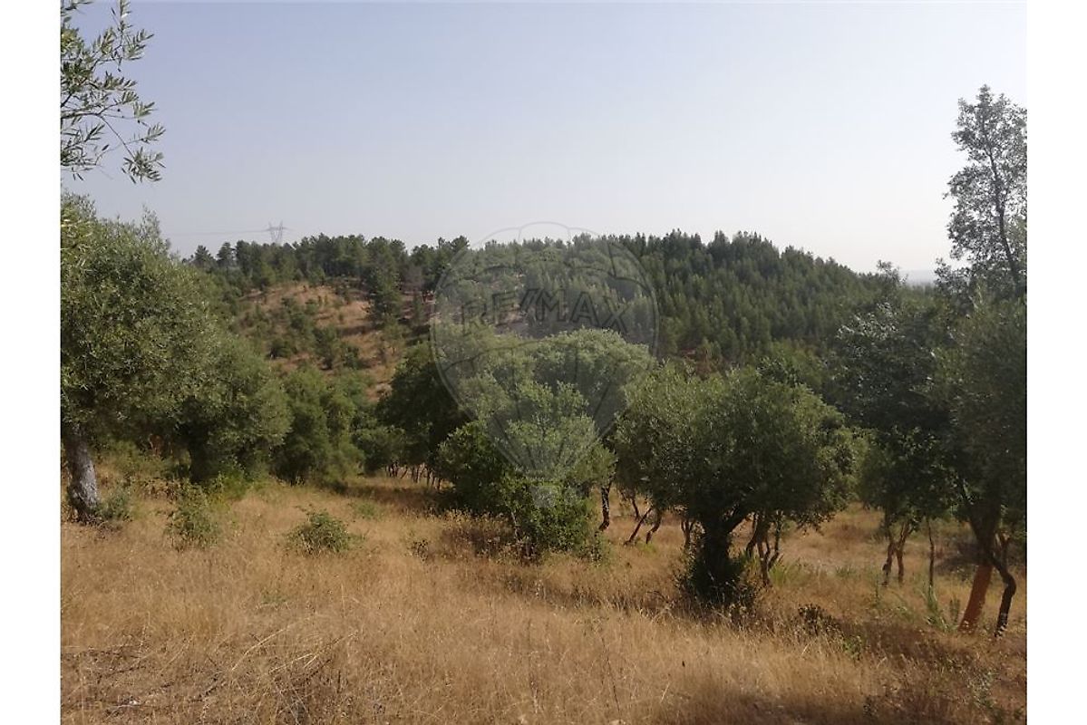 Terreno à venda em Torres Novas