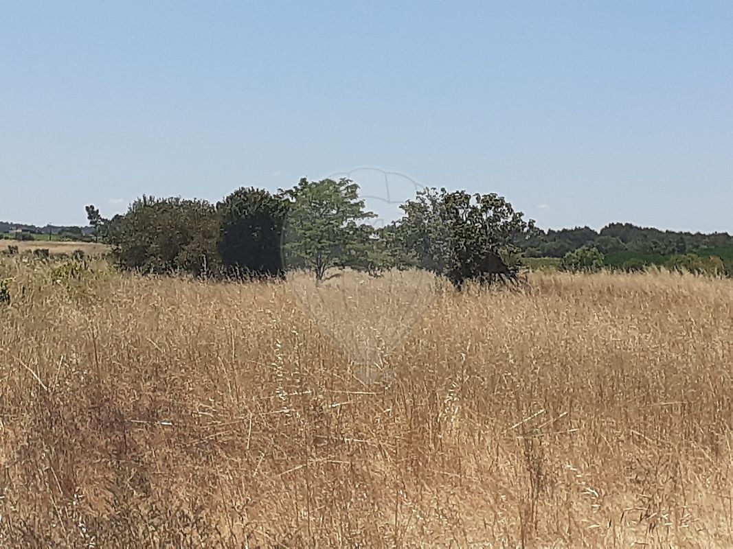 Terreno  à venda em Alpiarça