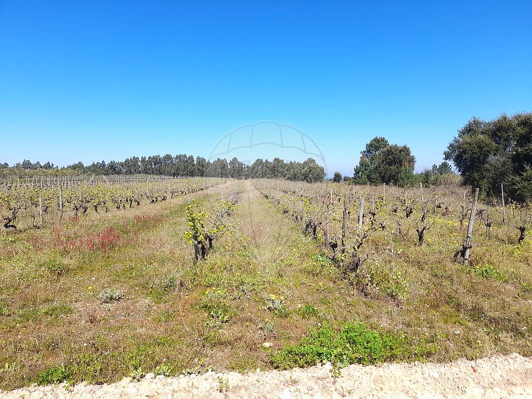 Terreno  à venda em Alpiarça