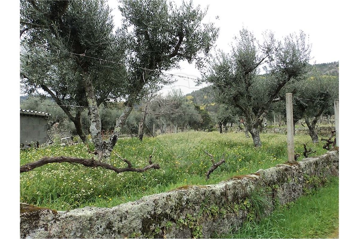 Quinta T0 à venda em Castelo Branco