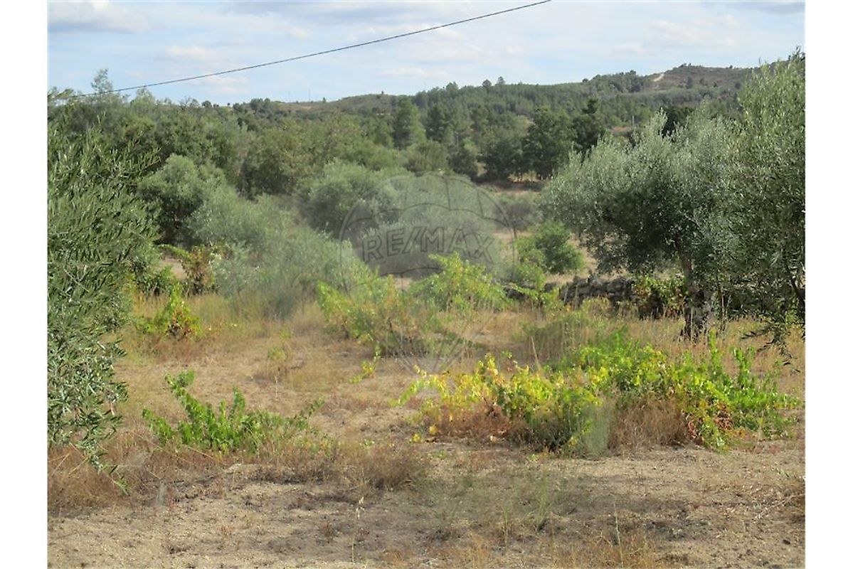 Quinta T0 à venda em Penamacor