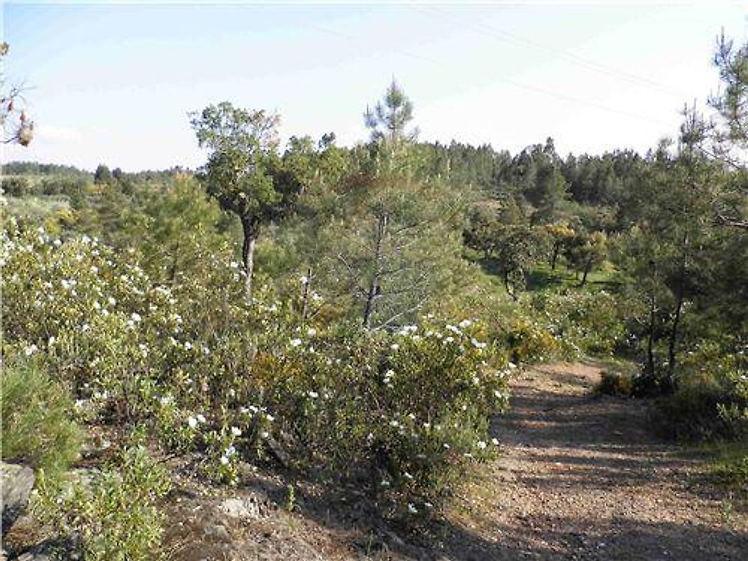 Quinta T0 à venda em Castelo Branco