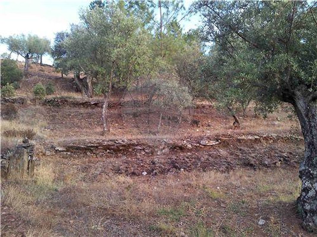 Terreno  à venda em Castelo Branco