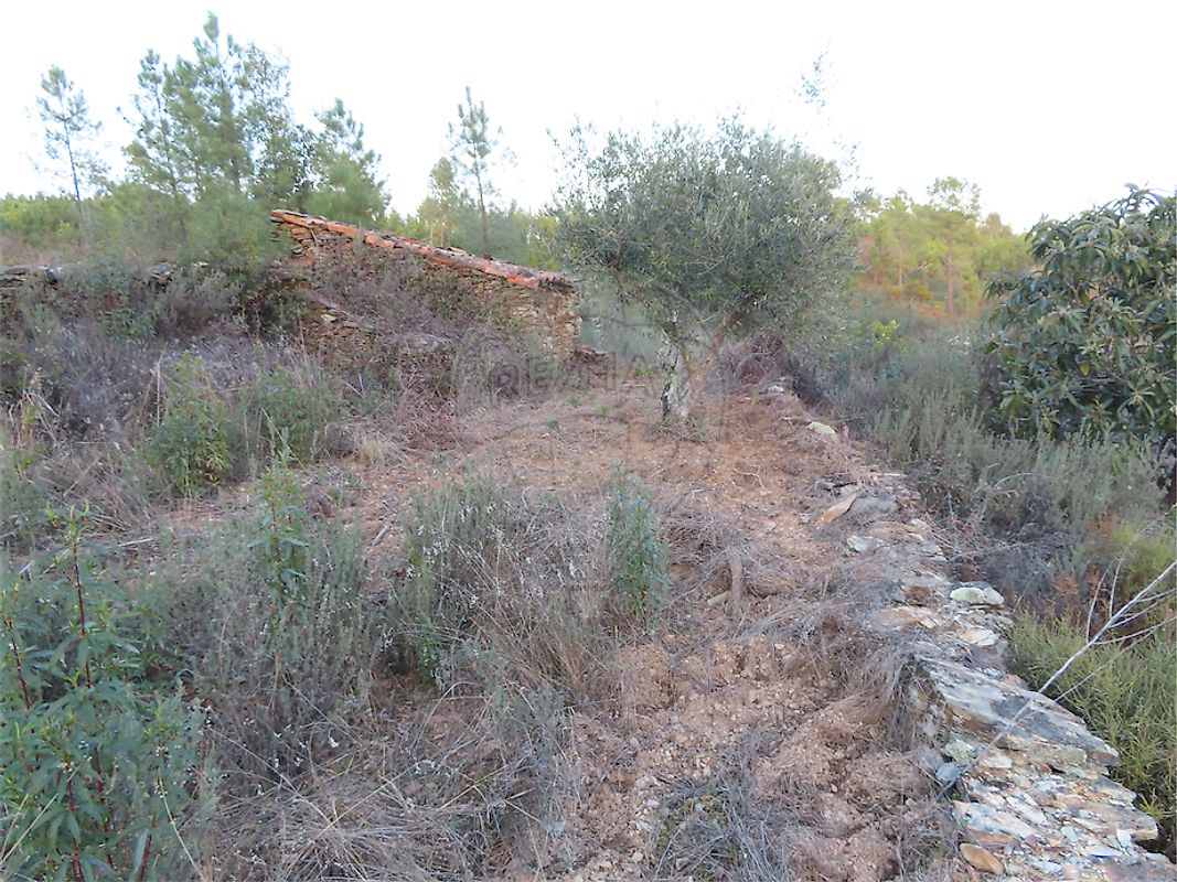 Quinta à venda em Castelo Branco