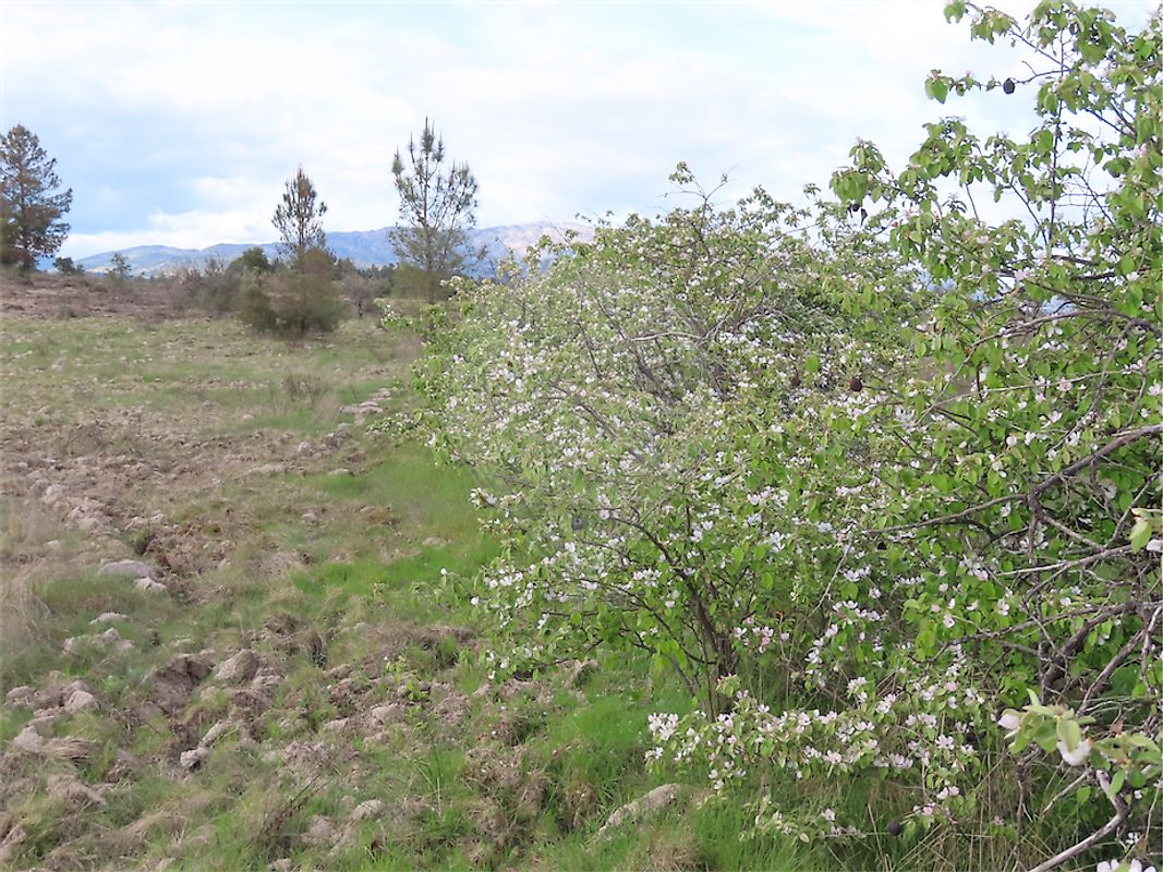 Quinta à venda em Castelo Branco