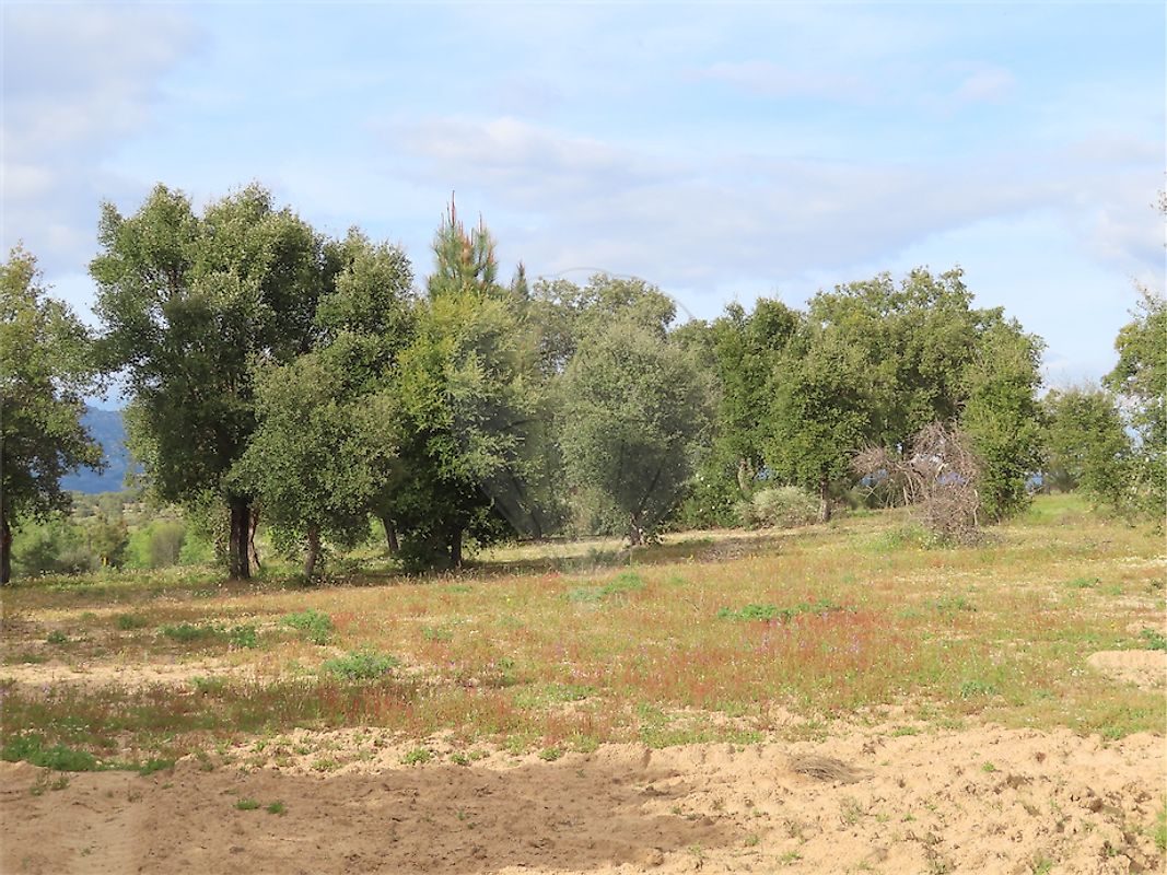 Quinta à venda em Castelo Branco