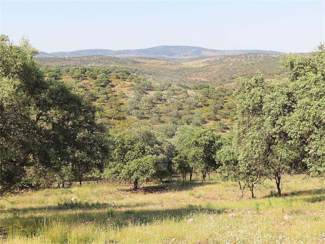 Quinta à venda em Castelo Branco