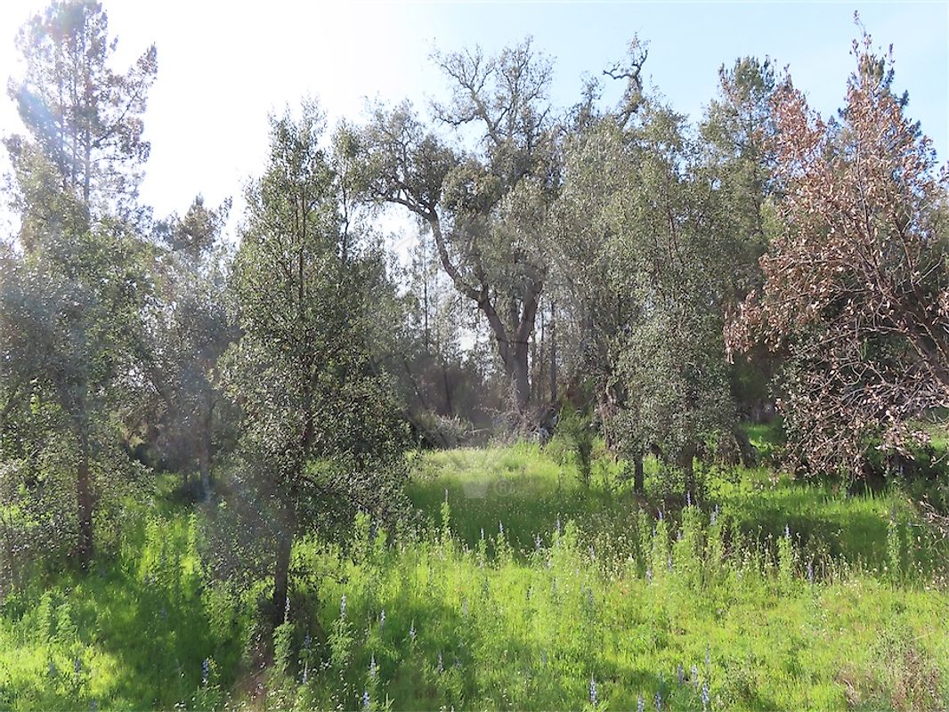 listing 120461025-3800 picture-0