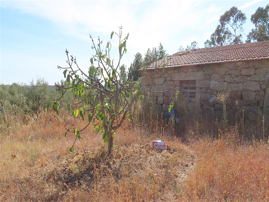Quinta  à venda em Fundão