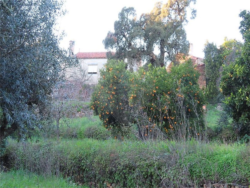 Moradia T3 à venda em Ninho do Açor e Sobral do Campo, Castelo Branco — foto 19