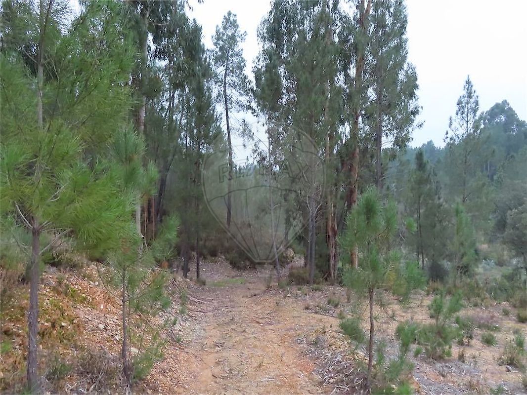 Terreno à venda em Castelo Branco