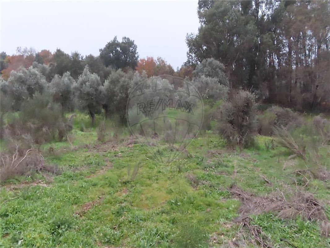 Terreno à venda em Idanha-a-Nova