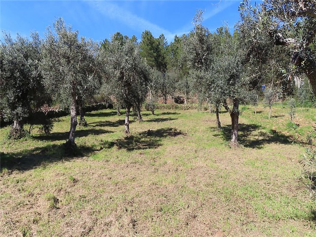 Terreno  à venda em Castelo Branco