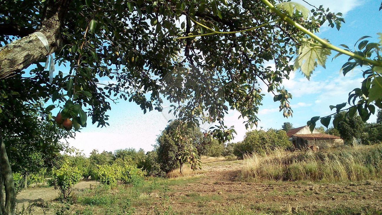 Quinta - Penamacor, Penamacor, Castelo Branco