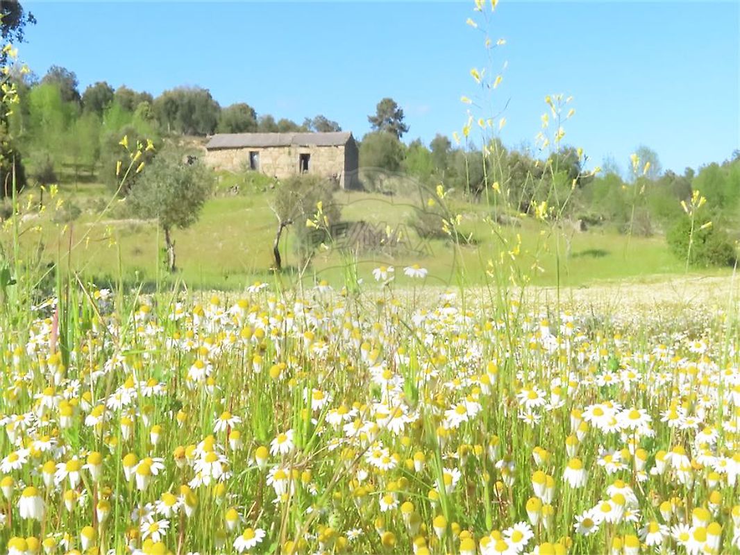 Quinta - Penamacor, Penamacor, Castelo Branco