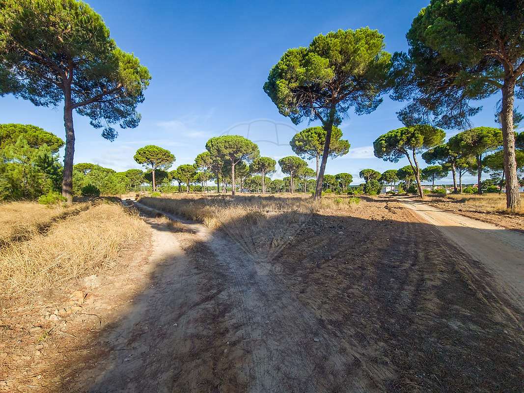 Terreno  à venda em Alcácer do Sal