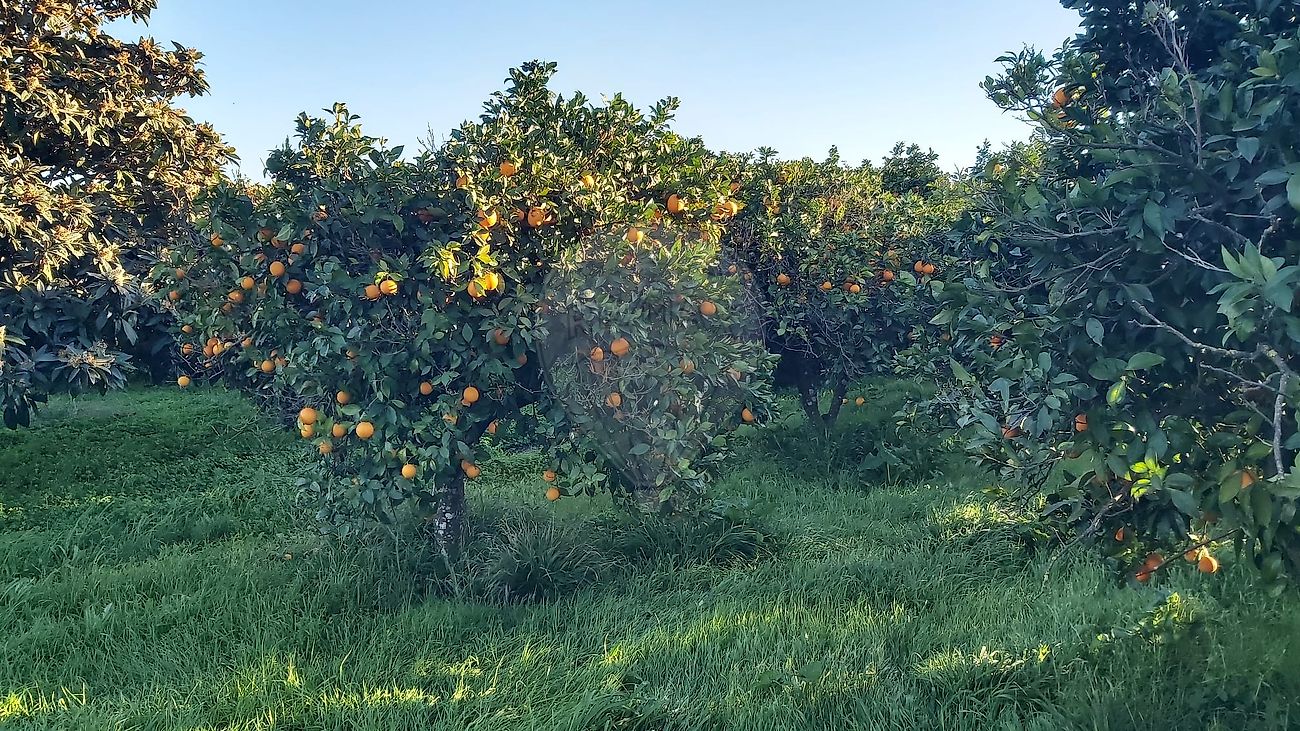 Terreno à venda em Loulé