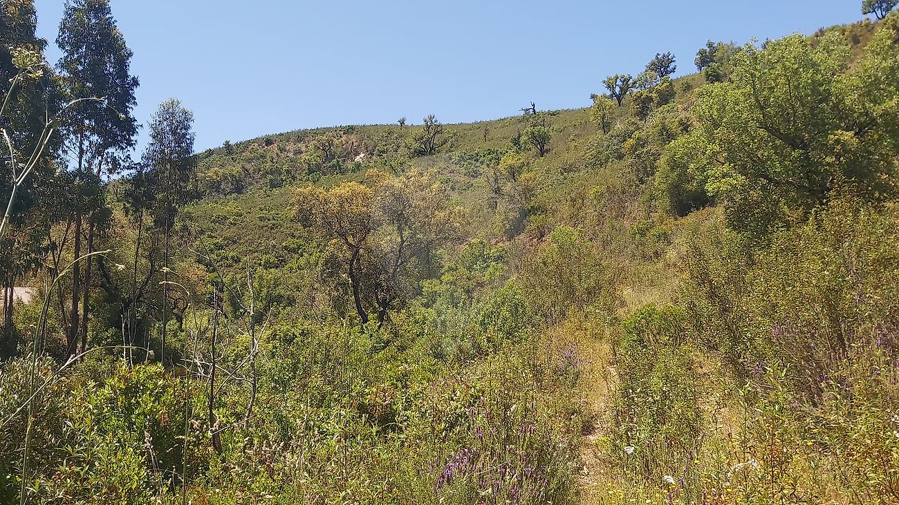 Terreno - São Marcos da Serra, Silves, Faro