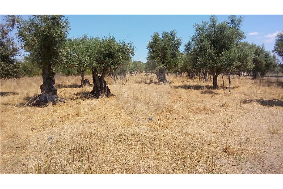 LOTE DE TERRENO