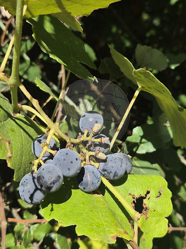 Moradia T3 à venda em São Salvador da Aramenha, Marvão — foto 21