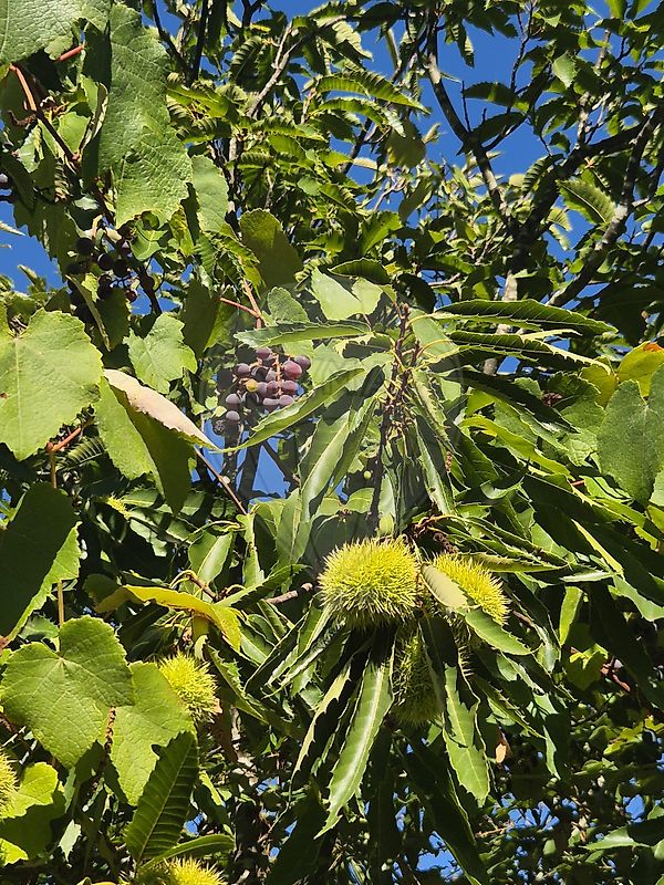 Moradia T3 à venda em São Salvador da Aramenha, Marvão — foto 25