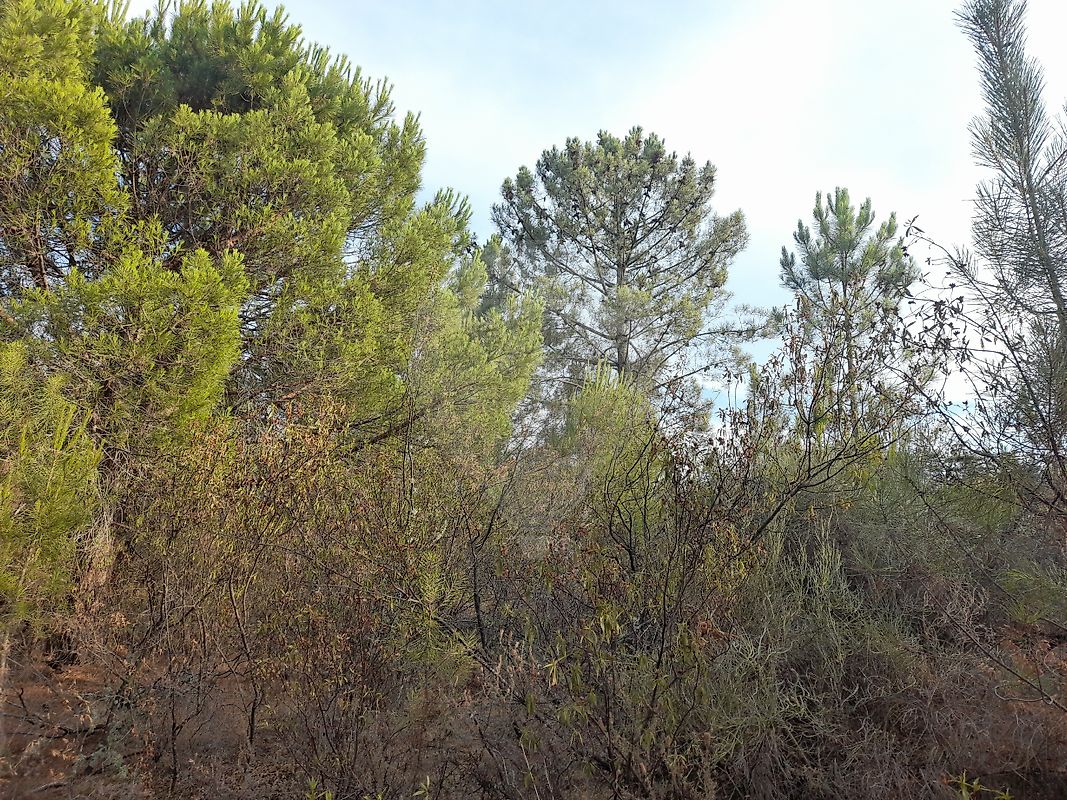 Terreno à venda em Portalegre