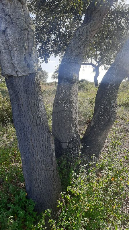TODO