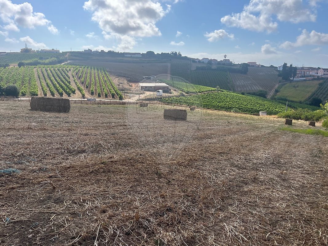 Terreno - Ventosa, Torres Vedras, Lisboa