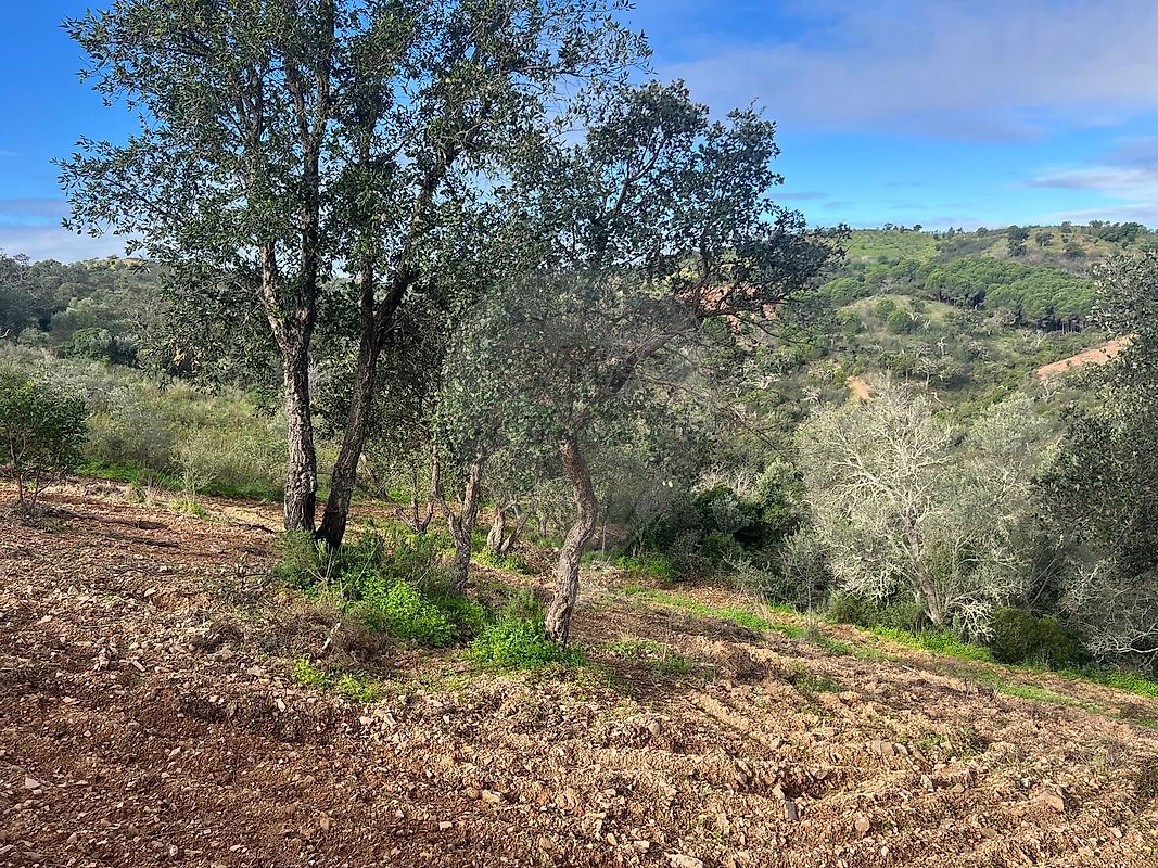 Moradia T0 à venda em Santa Catarina da Fonte do Bispo, Tavira — foto 9