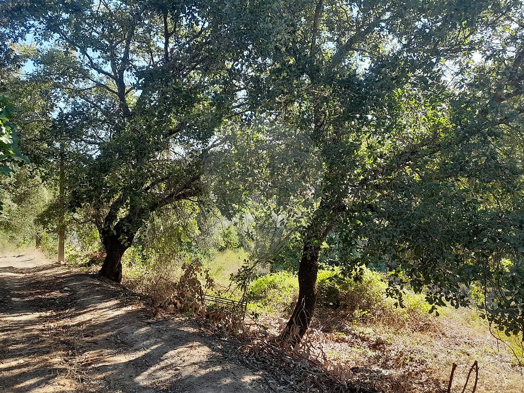 Terreno  à venda em Torres Novas