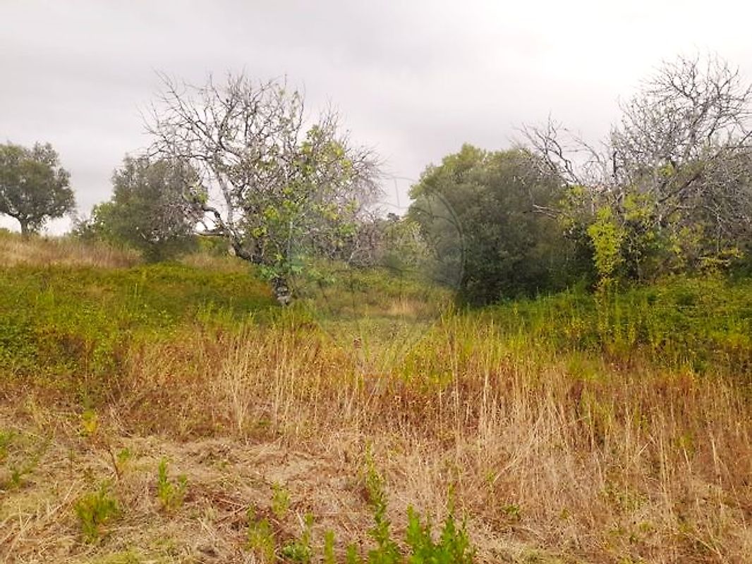 Terreno  à venda em Torres Novas