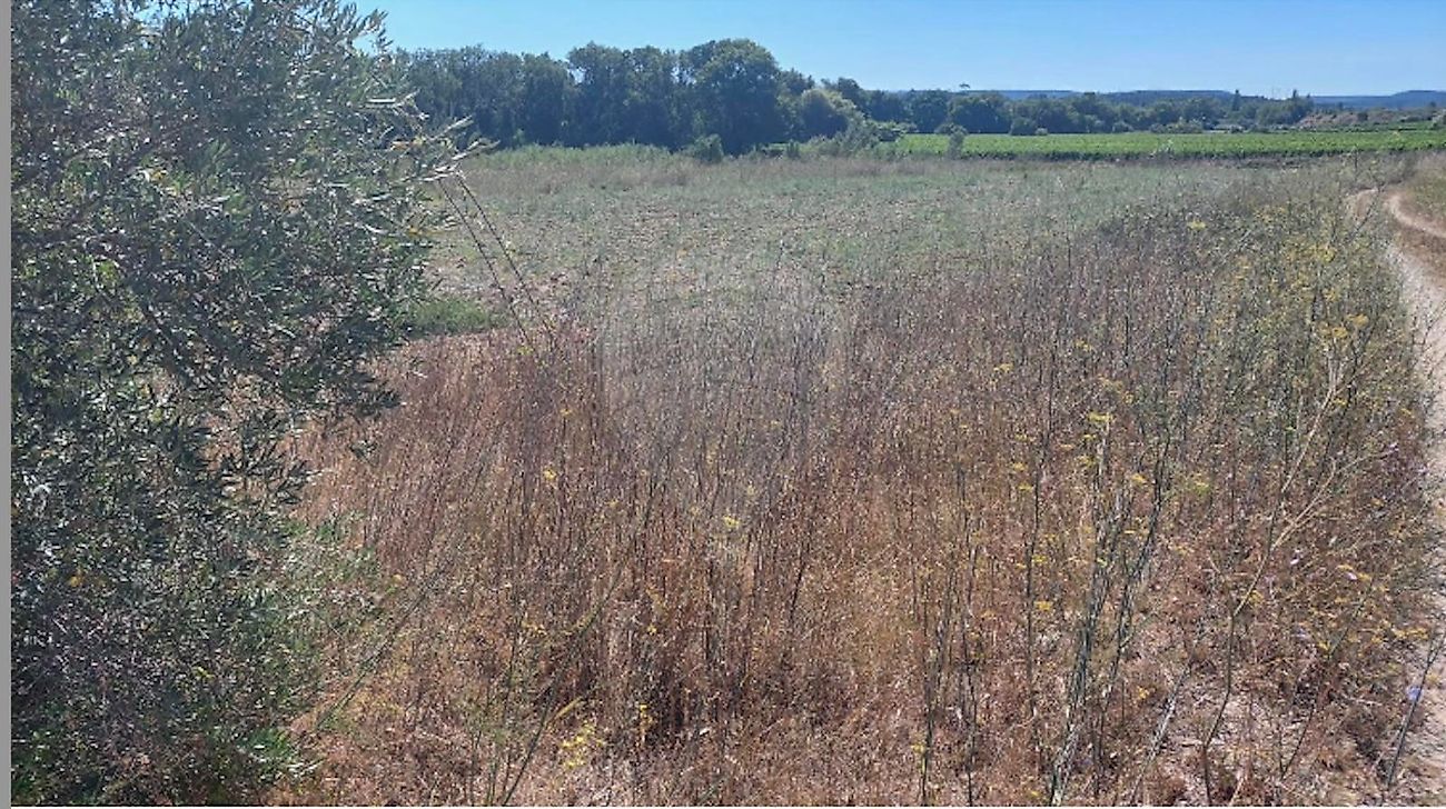 Terreno  à venda em Torres Novas