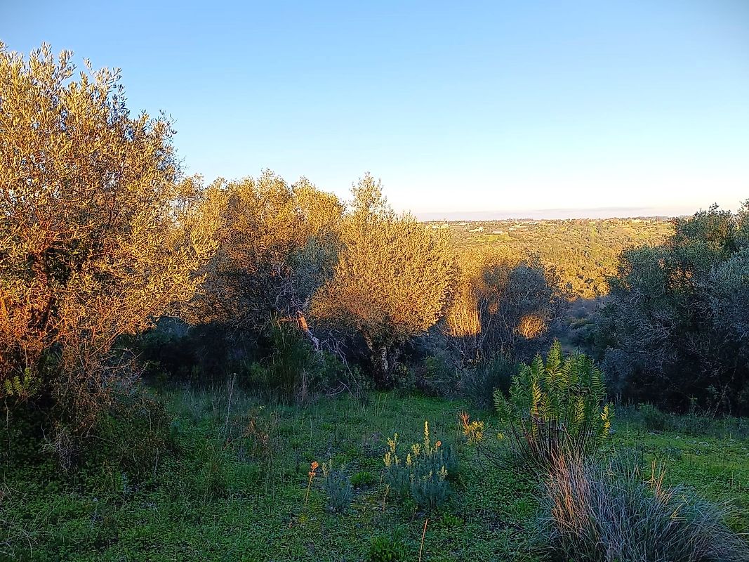 Terreno à venda em Torres Novas