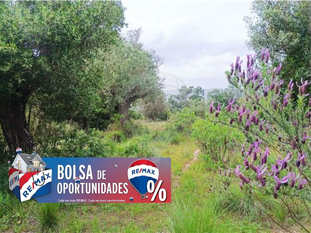 Terreno - Torres Novas (São Pedro), Lapas e Ribeira Branca, Torres Novas, Santarém