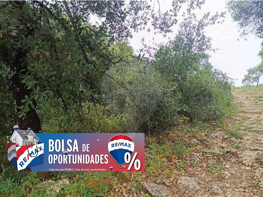 Terreno - Torres Novas (São Pedro), Lapas e Ribeira Branca, Torres Novas, Santarém