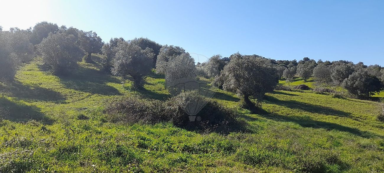 Terreno  à venda em Torres Novas